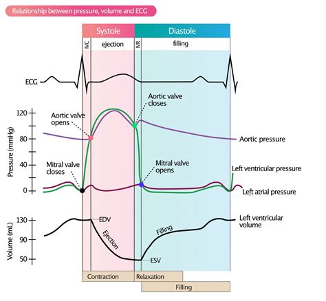 lv pressure volume curve|lv end diastolic pressure.